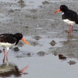 1406F 181 Wattenmeer